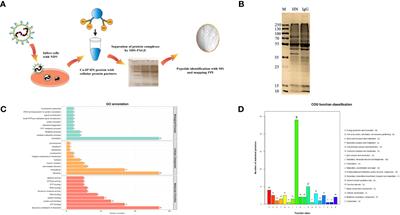 Direct interaction of the molecular chaperone GRP78/BiP with the Newcastle disease virus hemagglutinin-neuraminidase protein plays a vital role in viral attachment to and infection of culture cells